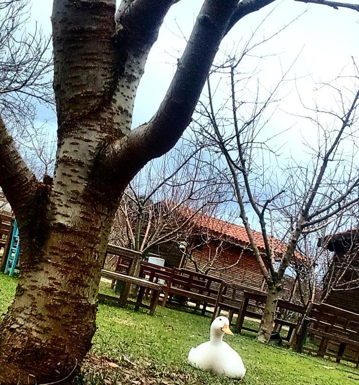 Salkim Konak Ve Agac Evler Vendégház Selçuk Kültér fotó